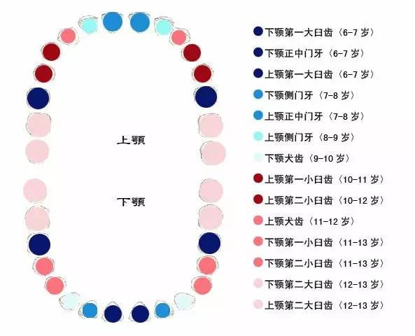 儿童换牙顺序图及注意事项