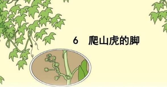 《爬山虎的脚》教案教学设计