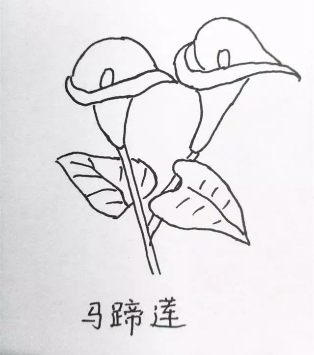 花朵简笔画教程图片简单（10种）